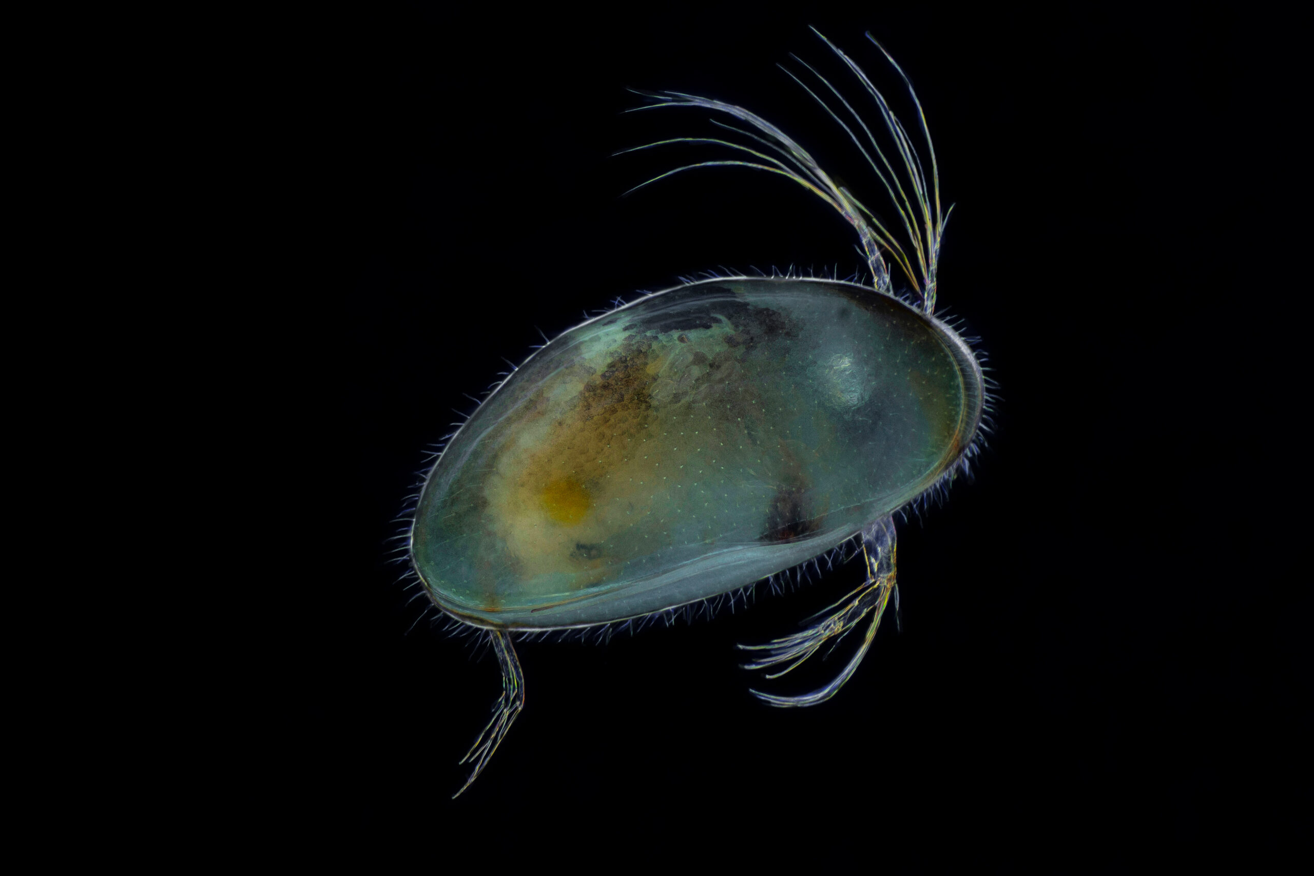 Ostracod Facts