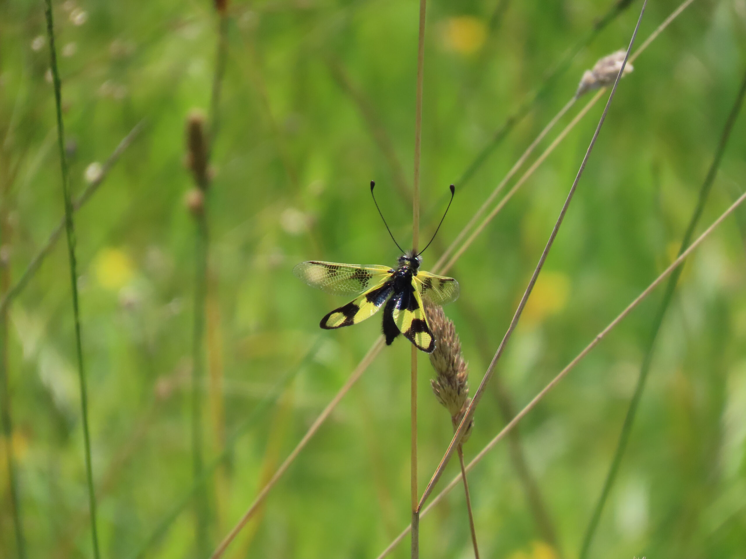Owlfly (Ascalaphidae) Facts