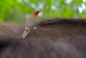 Oxpecker Facts