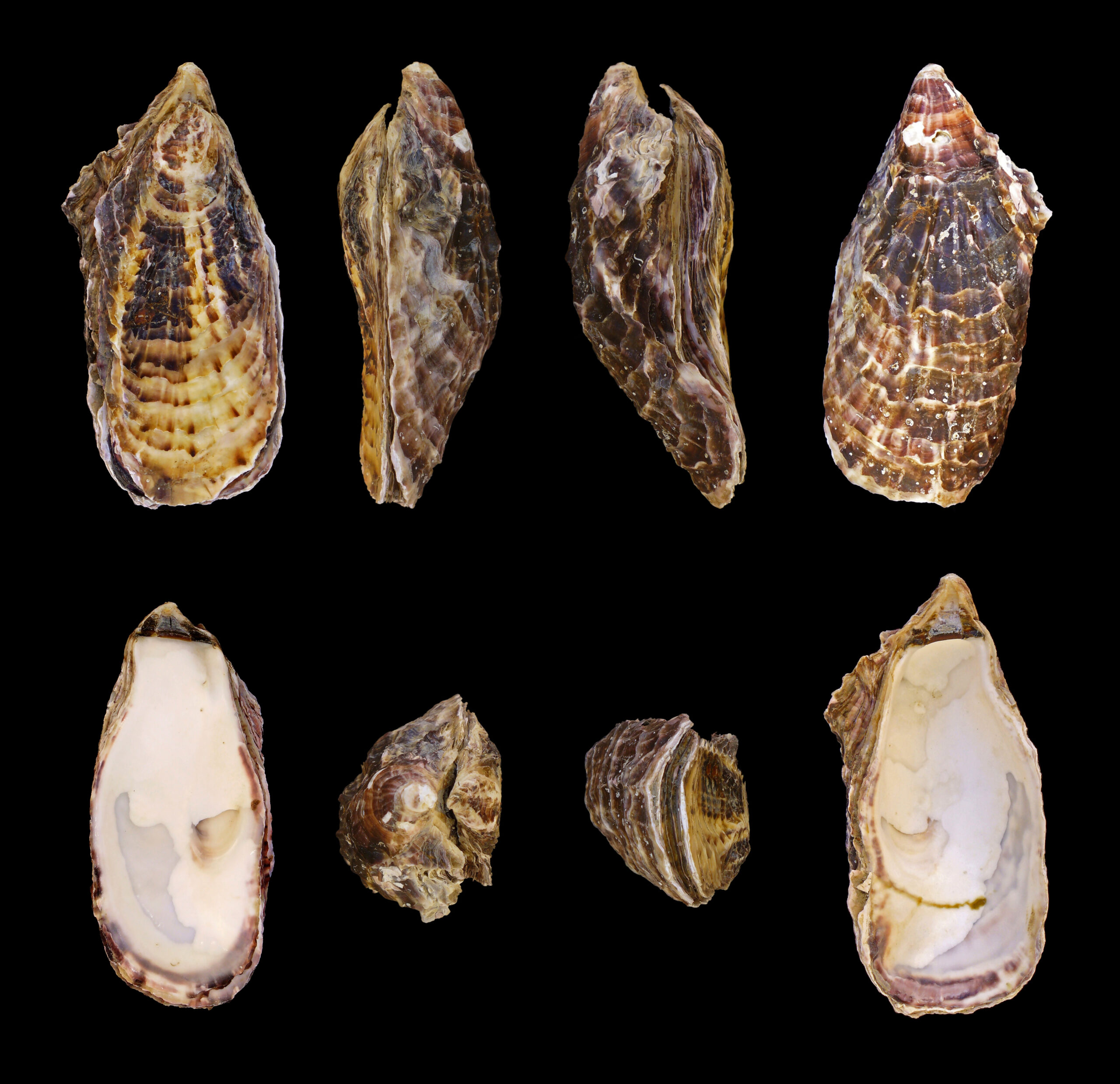 Oyster Facts