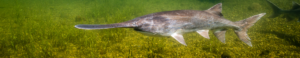 Paddlefish Facts