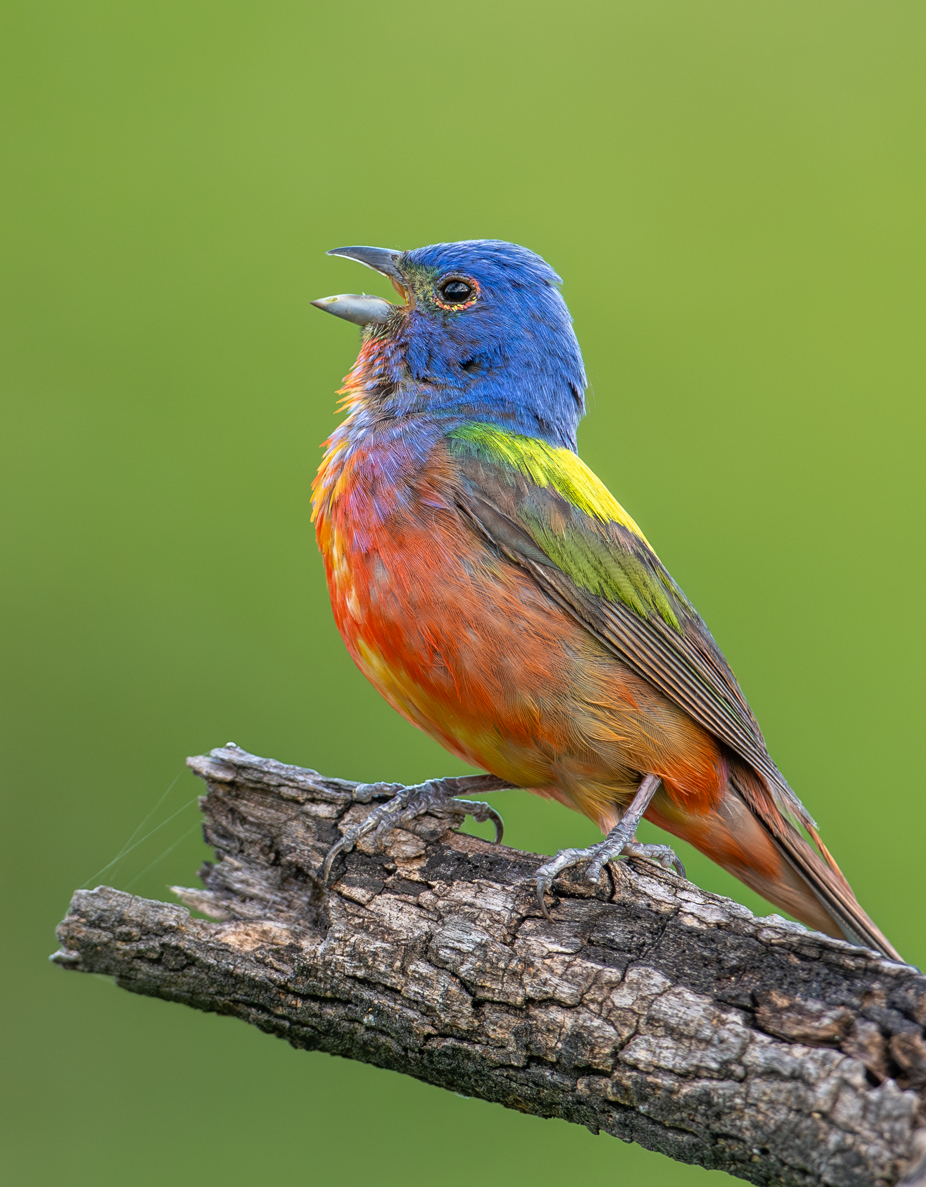 Painted Bunting Facts