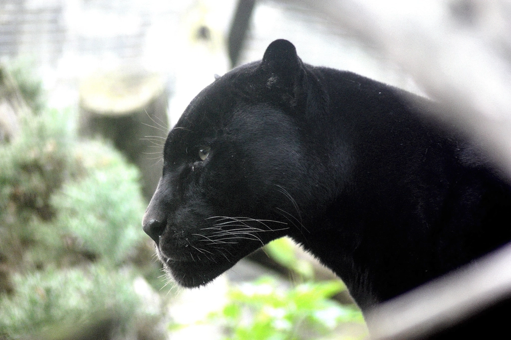 Panther Facts