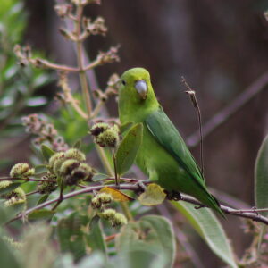 Parrotlet Facts