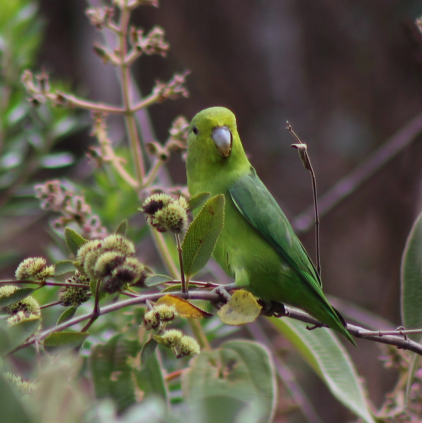 Parrotlet Facts