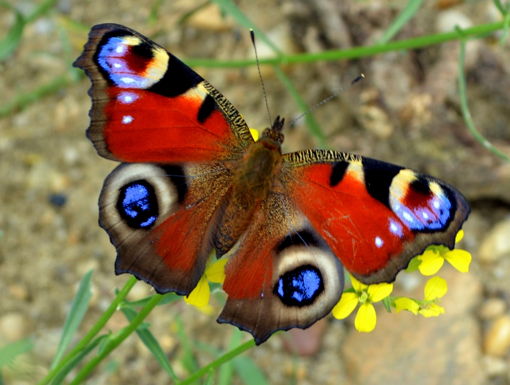 Peacock Butterfly Facts