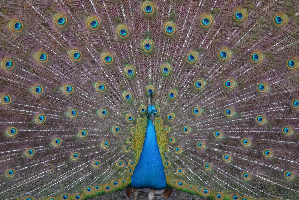 Peacock Facts