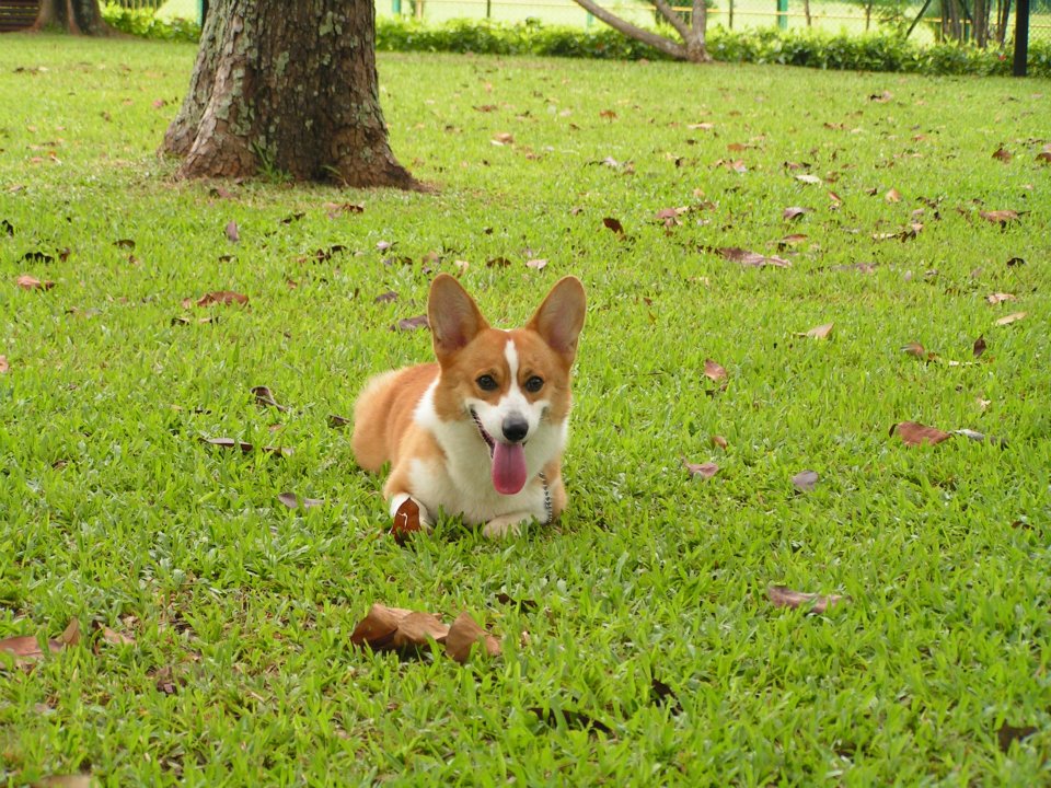 Pembroke Welsh Corgi Facts
