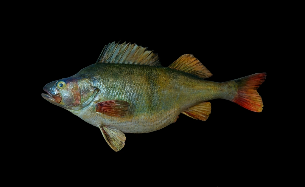 Perch Fish Facts