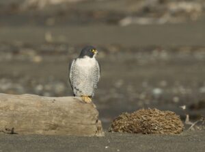 Peregrine Falcon Facts