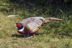 Pheasant Facts