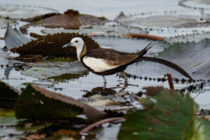 Pheasant-tailed Jacana Facts