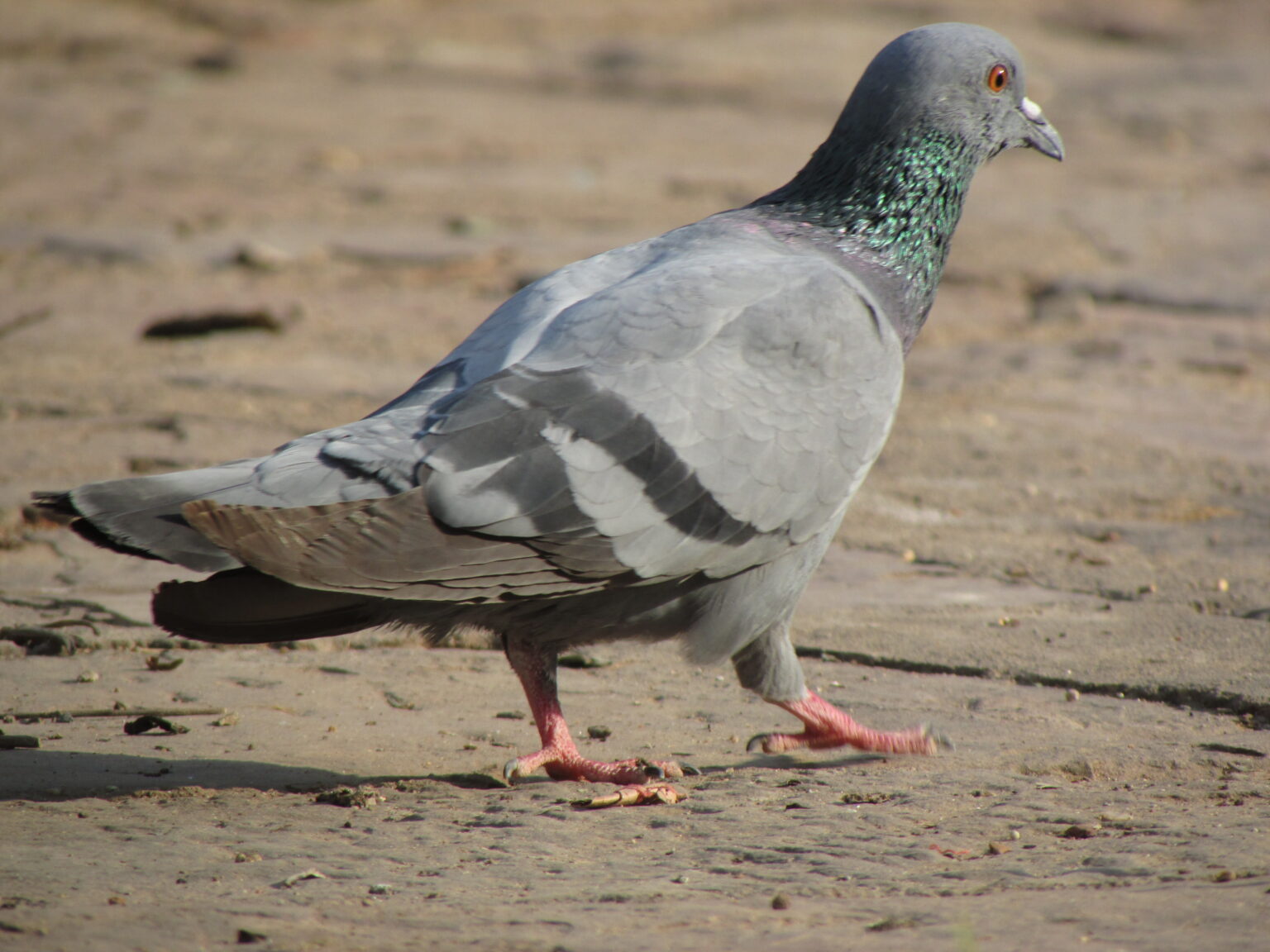 Pigeon Example Pigeon Facts: Nature's Feathered Messenger - Animals Discovered