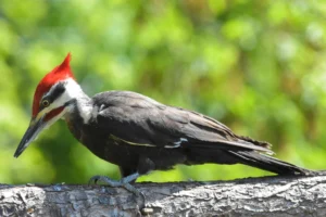 Pileated Woodpecker Facts