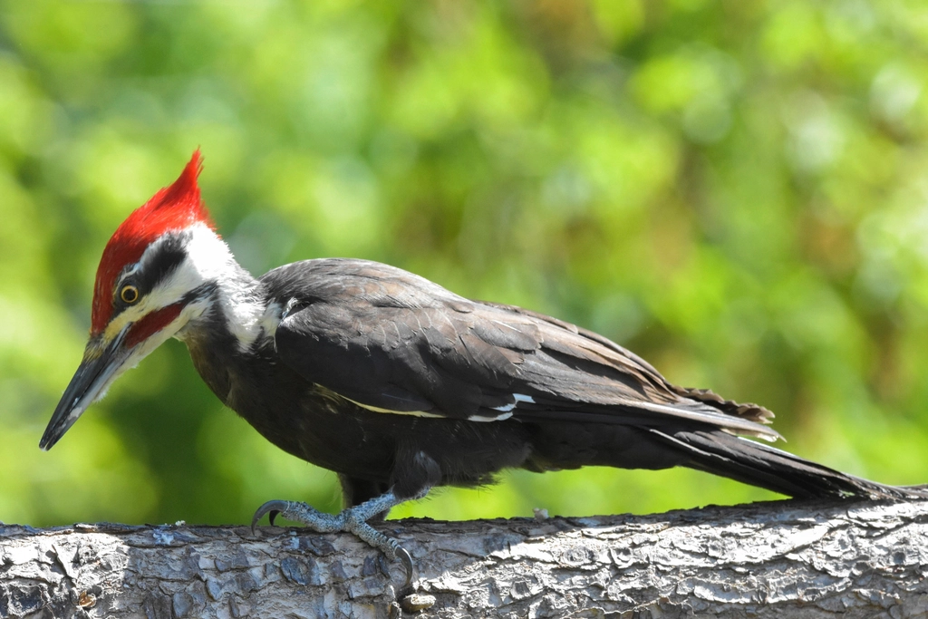 Pileated Woodpecker Facts
