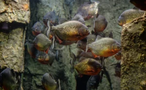 Piranha Facts