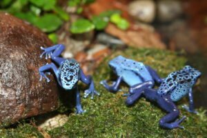 Poison Dart Frog Facts