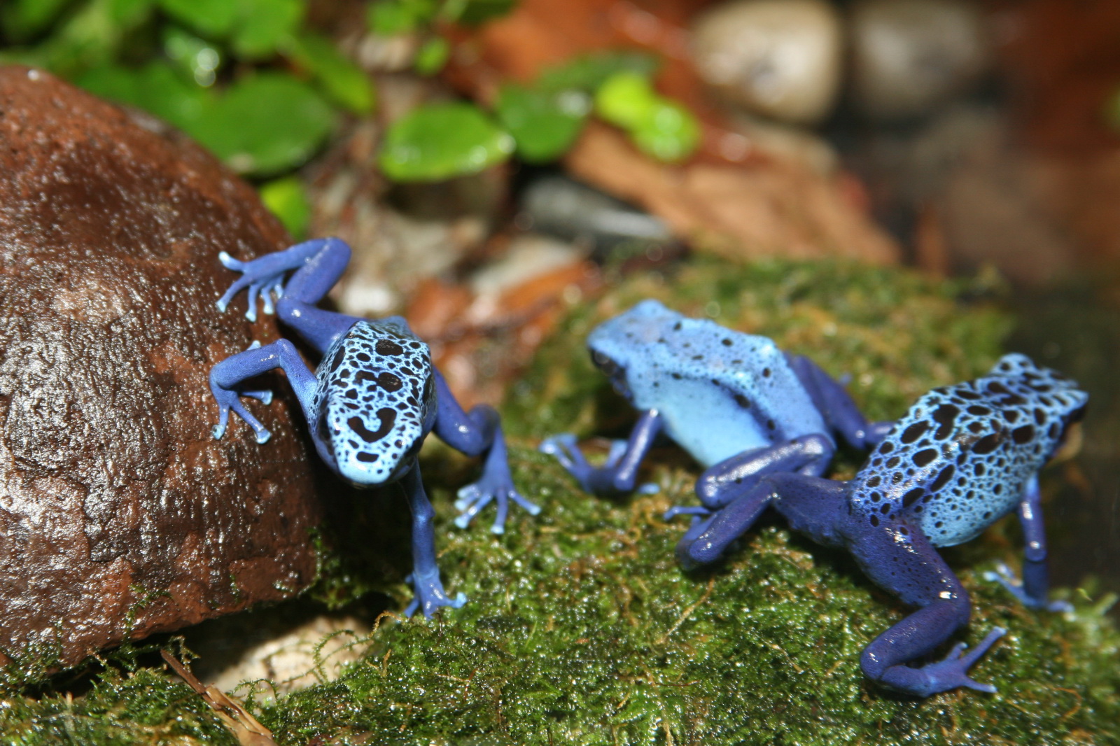 Poison Dart Frog Facts