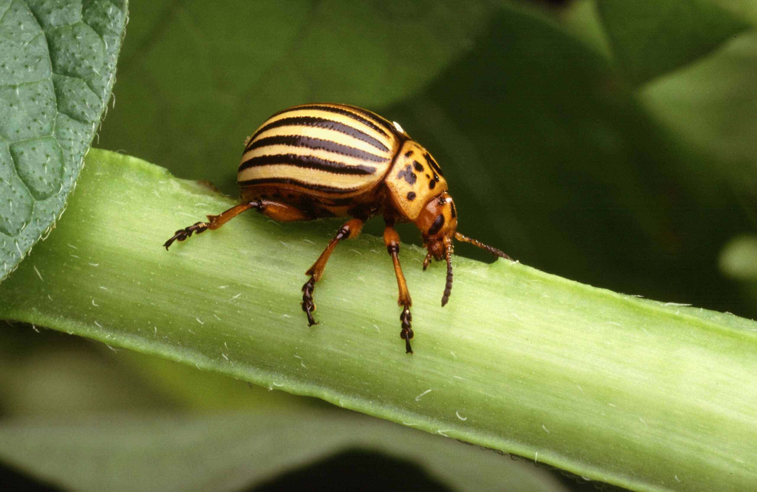 Potato Beetle Facts