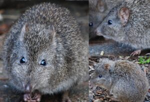 Potoroo Facts