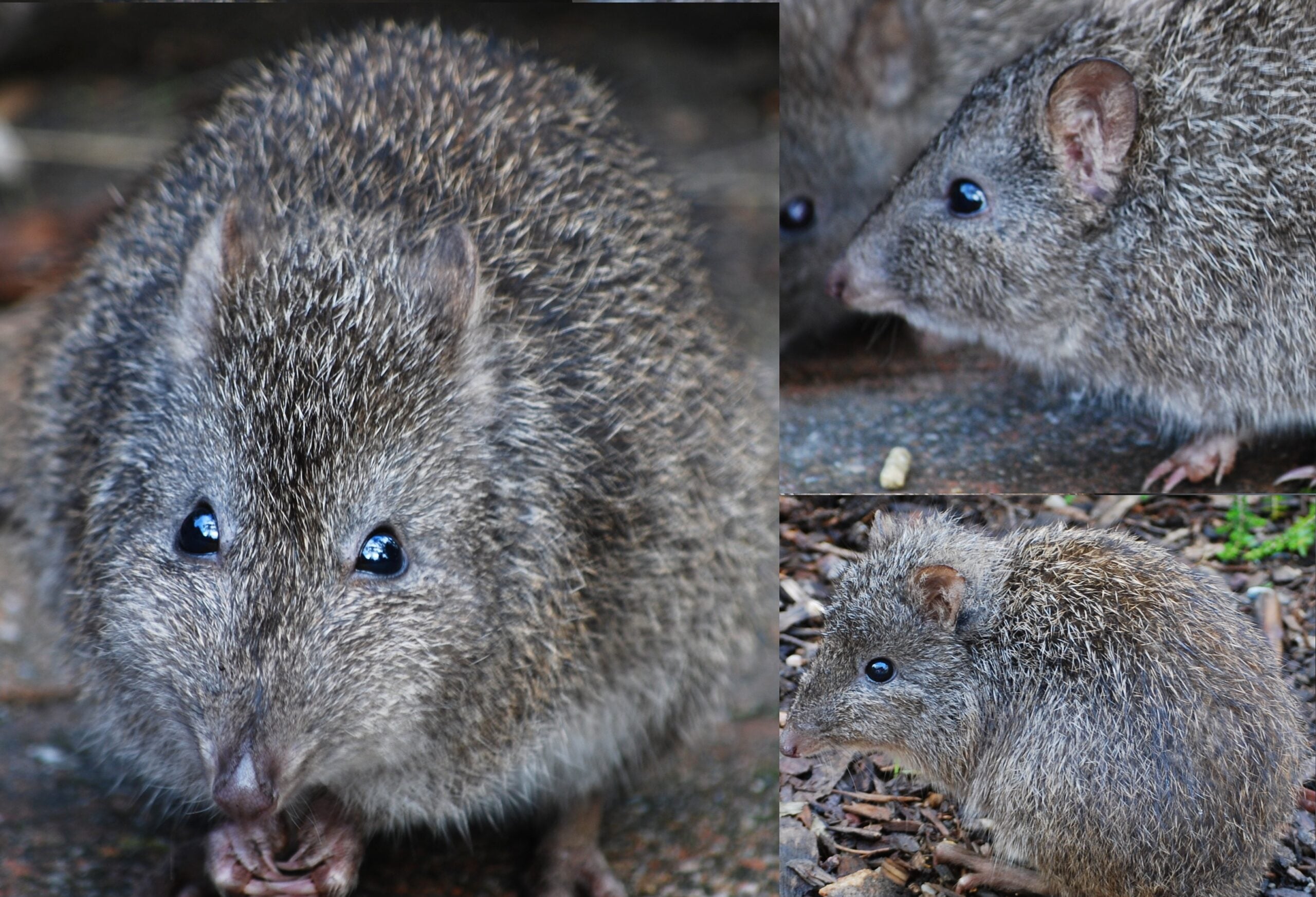 Potoroo Facts