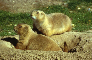 Prairie Dog Facts