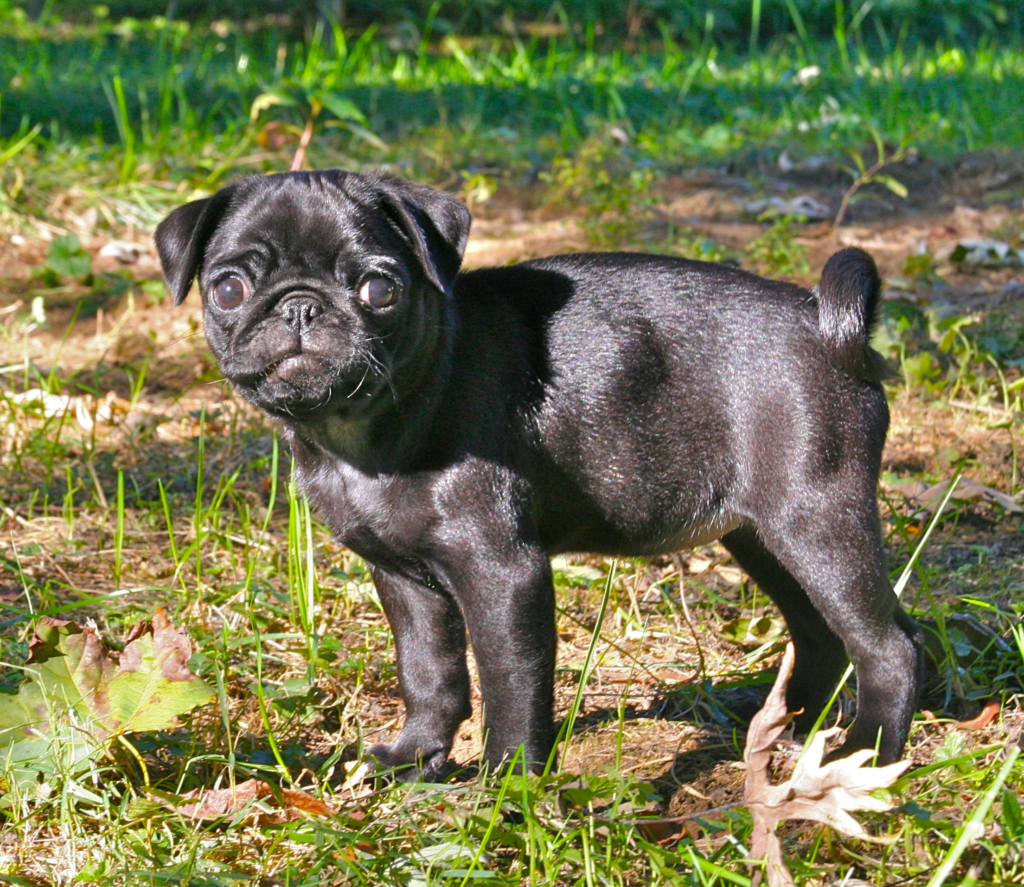 Pug Facts: The Wrinkled Clown of the Canine World - Animals Discovered