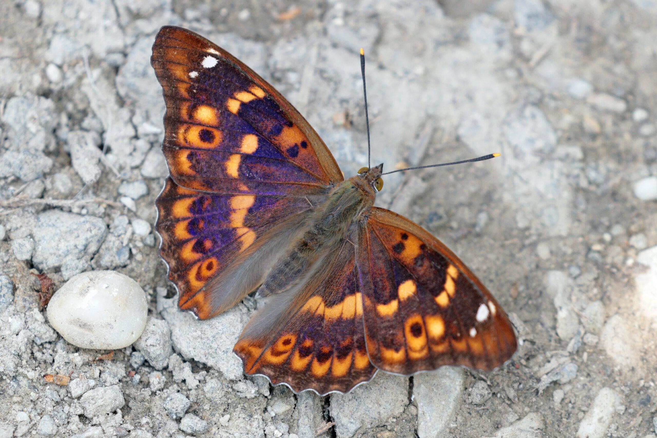 Purple Emperor Butterfly Facts