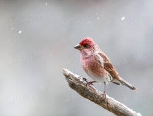 Purple Finch Facts