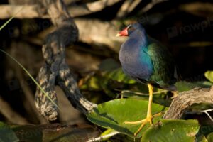 Purple Gallinule Facts