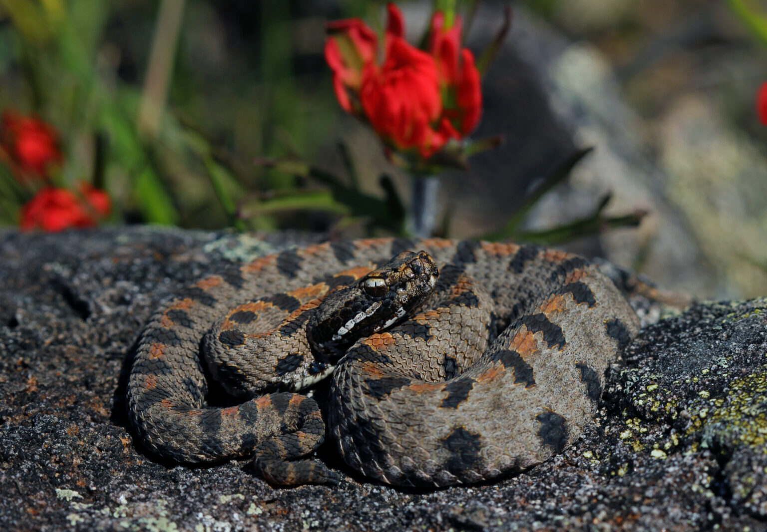 Mini Rattlesnake Pygmy Rattlesnake Facts: Nature's Miniature Marvel - Animals Discovered