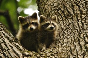Raccoon Facts