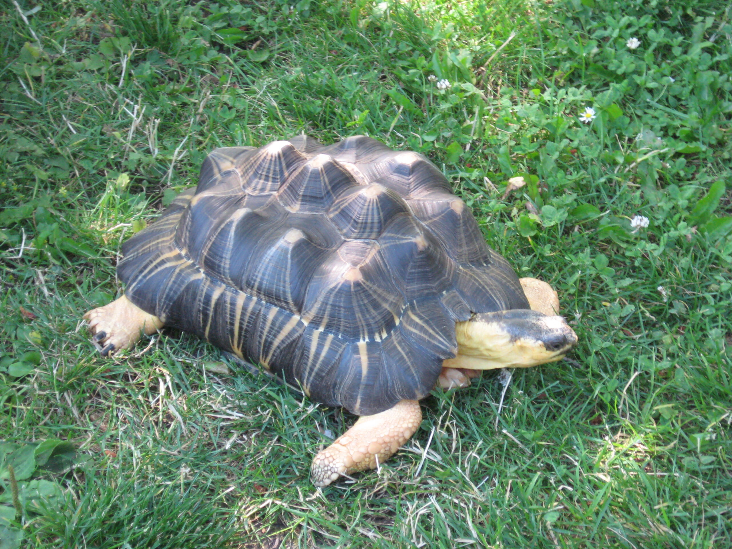 Radiated Tortoise Facts