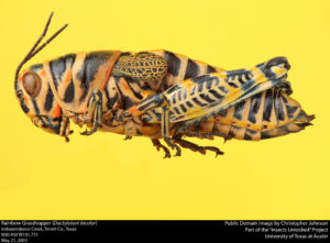 Rainbow Grasshopper Facts