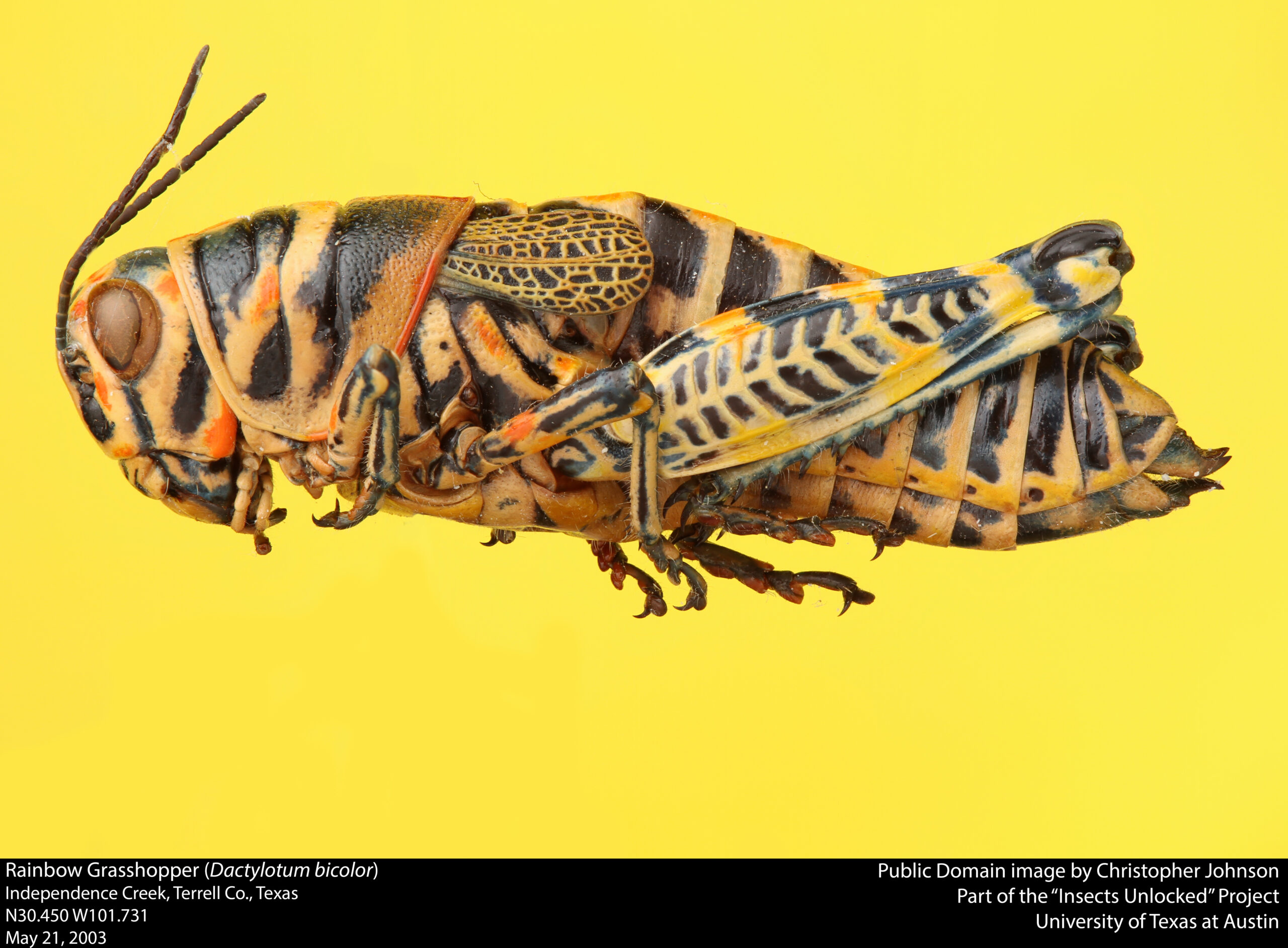 Rainbow Grasshopper Facts