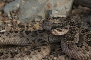 Rattlesnake Facts