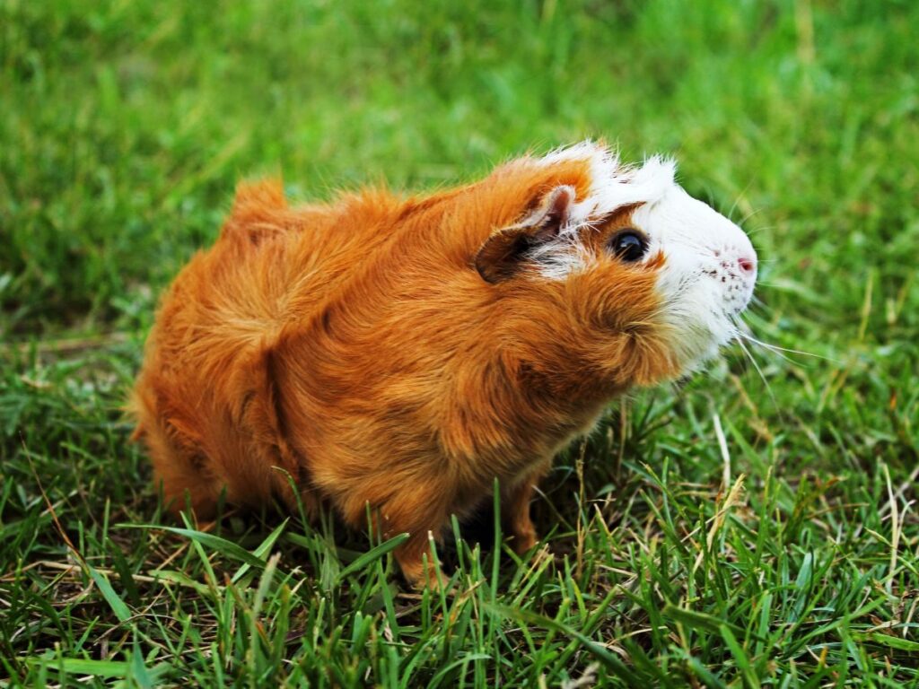 Red Abyssinian Guinea Pig