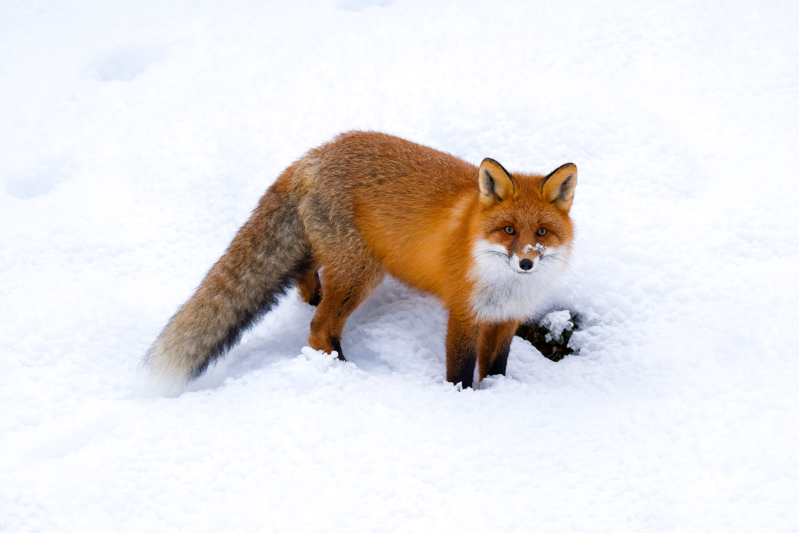 Red Fox Facts