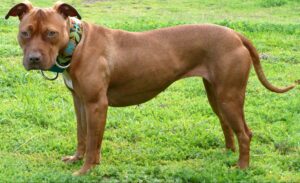 Red Nose Pit Bull Facts