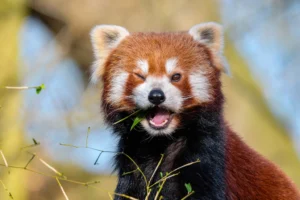 Red Panda Facts