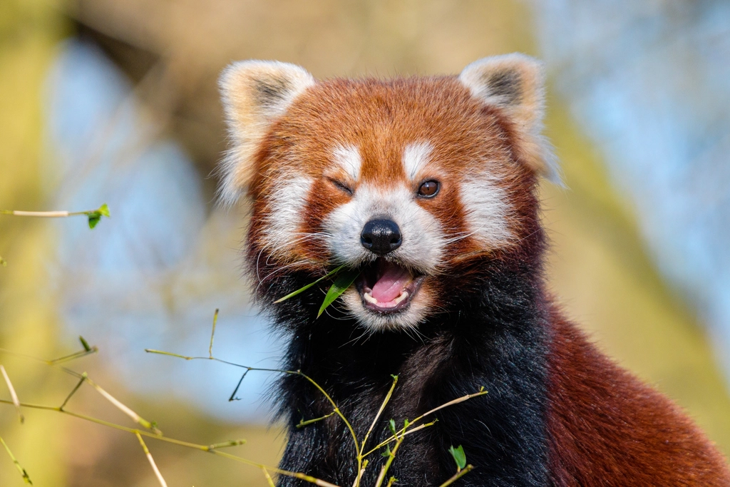Red Panda Facts