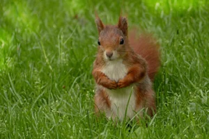 Red Squirrel Facts