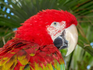 Scarlet Macaw Facts