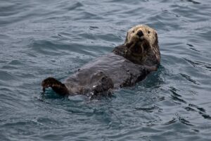 Sea Otter Facts