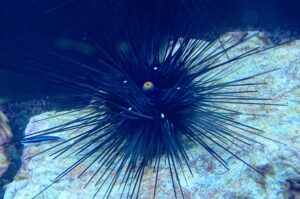 Sea Urchin Facts