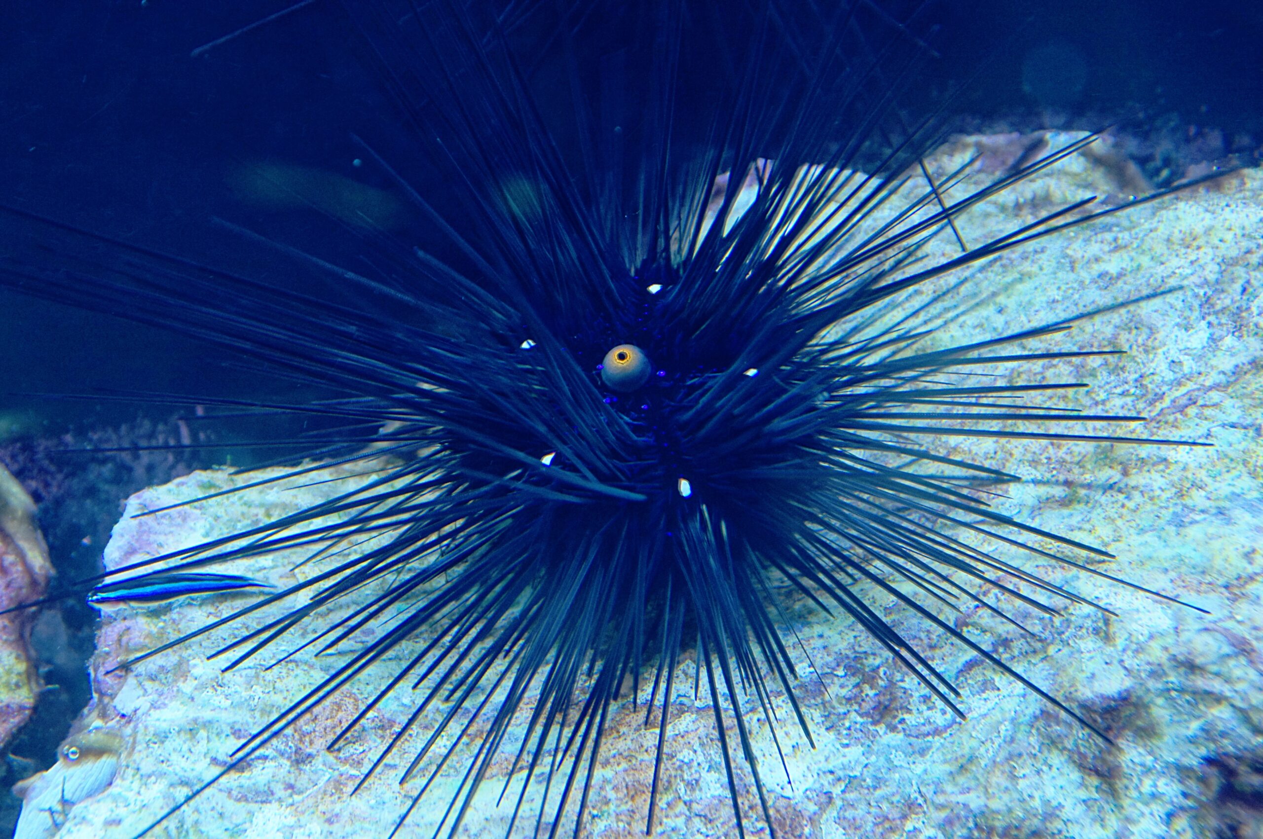 Sea Urchin Facts