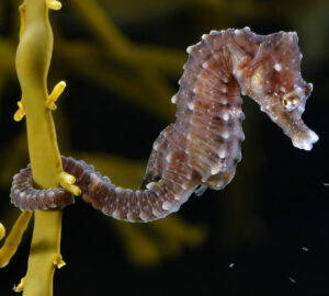 Seahorse Facts