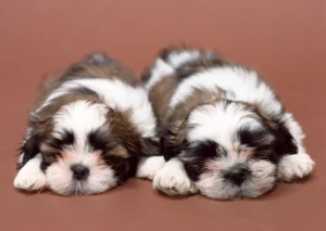 Shih Tzu