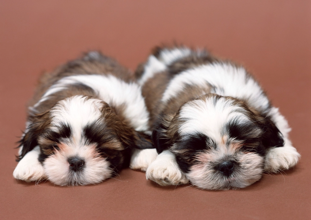 Shih Tzu