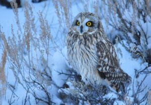 Short-Eared Owl Facts